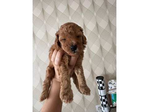 Toy poodle köpeği