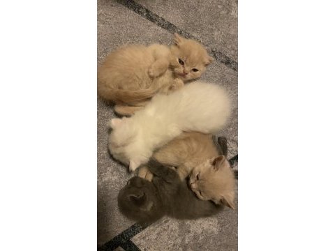 50 günlük scottish fold yavrularımıza yeni yuva arıyoruz
