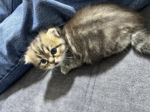 Dişi scottish fold x american shorthair melezi yavru