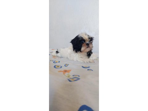 Ev ortamında büyüyen hareketli oyuncu shih tzu köpekler