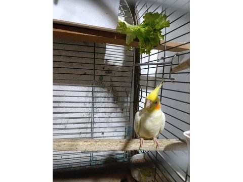 Bebek sultan papağanlar