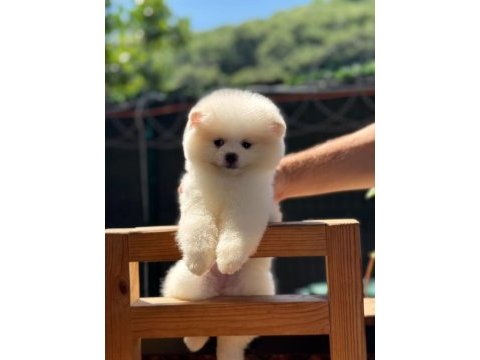 Dişi ve erkek pomeranian boo yavrularımız