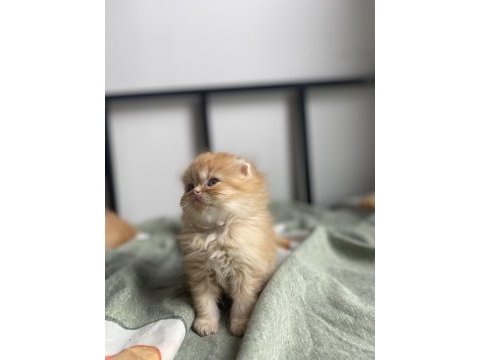 Scottish fold pofuduk kediler