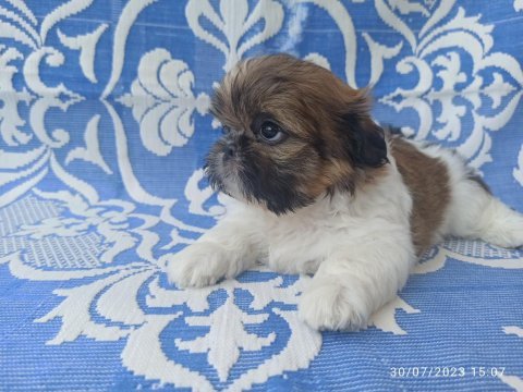 12 haziran doğumlu mini erkek shih tzu bebekler