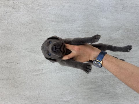 Dev blue cane corso bebekler