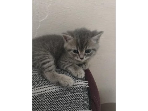 British shorthair kedisi