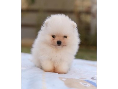 Pomeranian boo köpeği