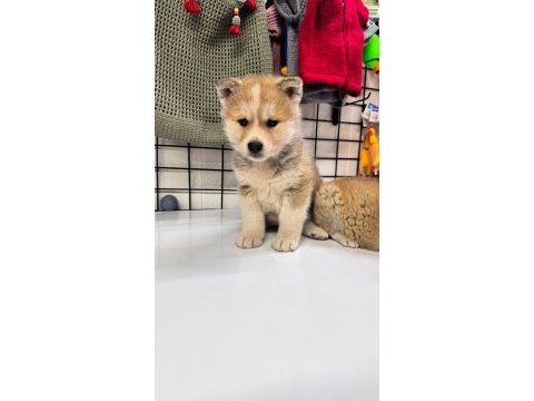 Akita bebekler