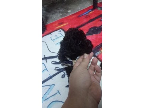 Siyah inci poodle oğlumuz yeni yuvasını arıyor
