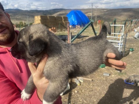 Anadolu çoban köpeği yavrularımız sahiplendirilecektir.