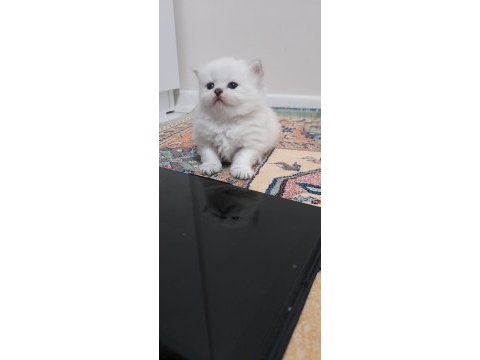 Pofuduk british longhair paşalar