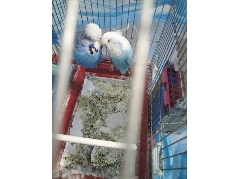 Show jumbo iki adet muhabbet kuşu