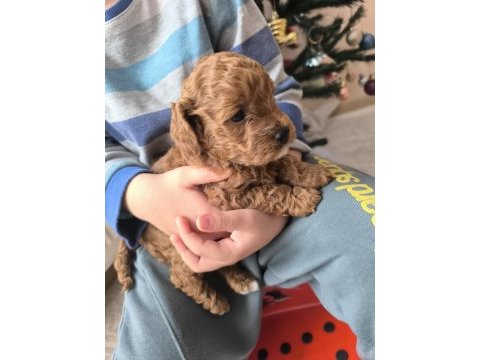 Safkan toy poodle erkek yavru sevecen, zeki ve oyncu dost