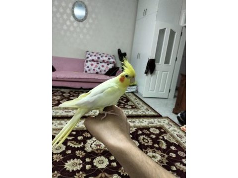 Lutino erkek sultan papağanı