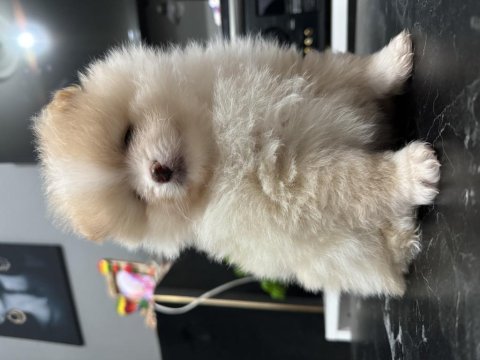 40 günlük pomeranian siyah ve beyaz