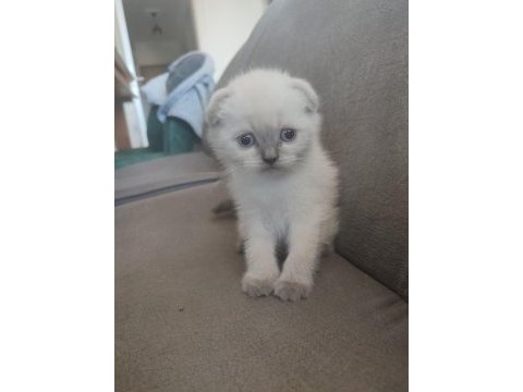 44 günlük scottish fold yavrular