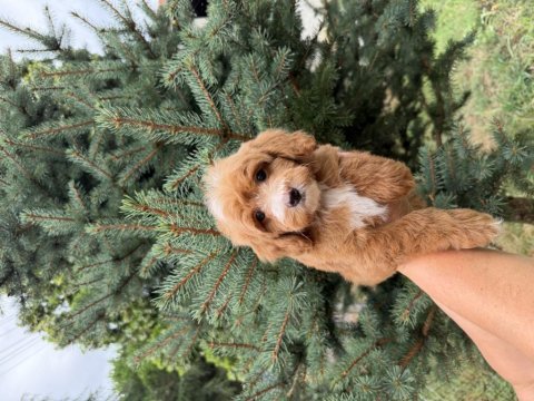 Party colour erkek maltipoo baby face