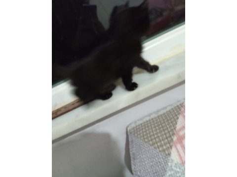 3 aylık diş ve erkek kedilerim var