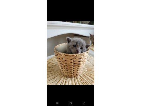 British shorthair 5 tane yavru