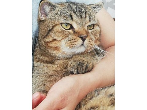 Kedimize eş arıyoruz scottish fold