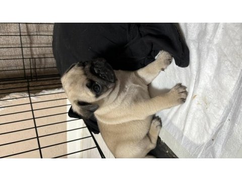 Erkek pug mops yavrumuz üst düzey