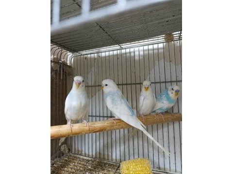 Yavru muhabbet kuşları