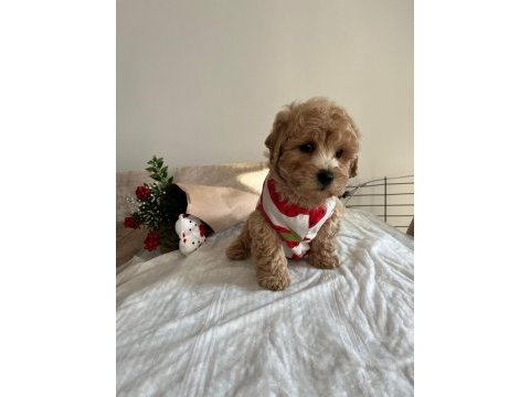 Sevimli maltipoo yavrularımız