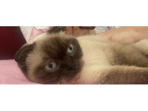 Ufak cins köpekle değerinde takas kedimiz