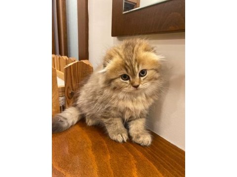 Aslan n11 british longhair