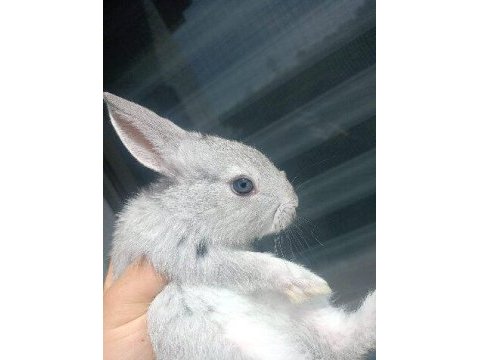 Büyümeyen cüce tavşan yavrular uygun toptana