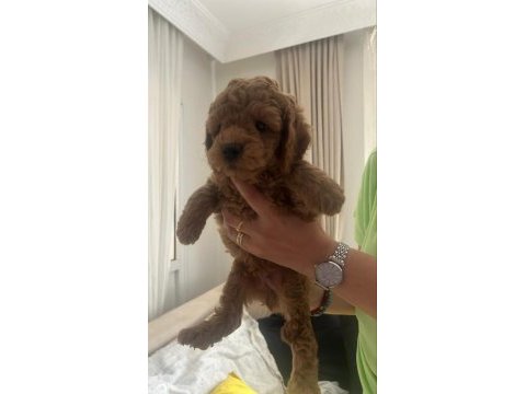 Muhteşem poodle mınıkler
