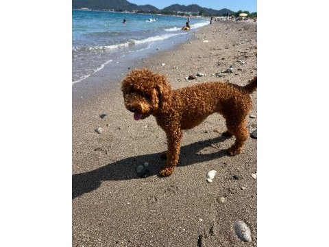 Toy poodle dişi