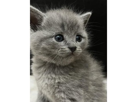 2 aylık gri british shorthair yavrularımız