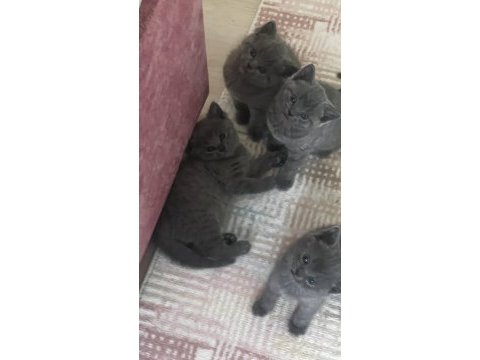 7 haftalık british shorthair yavrular