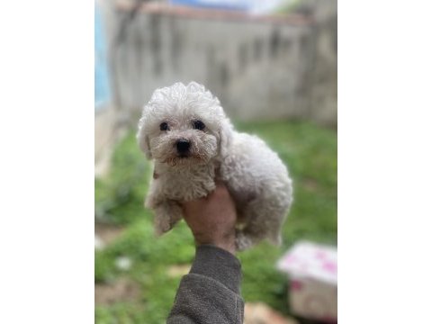 Orjinal bichon frise yavrular