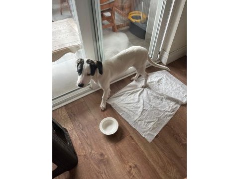 Köpeğimiz pamuk kalıcı yuva arıyor