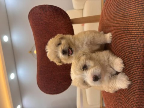 Minik maltipoo bebeklerim