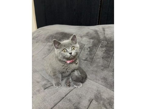 British shorthair 2 aylık