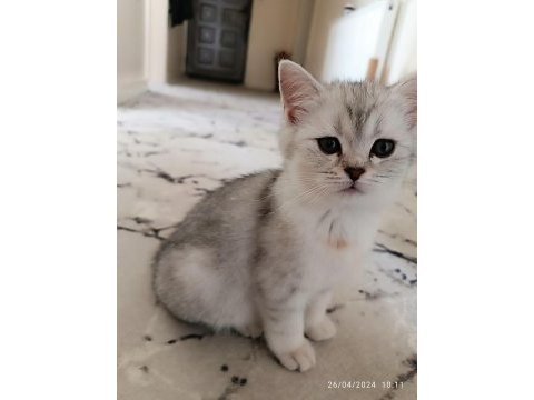 Orijinal british shorthair yavru