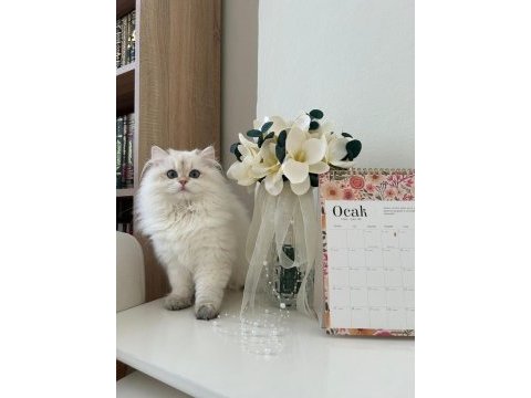 British longhair dişi kedimiz 9 aylık