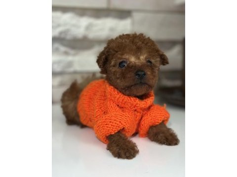 Minik tea cup kore poodle bebekler için ulaşabilirsiniz