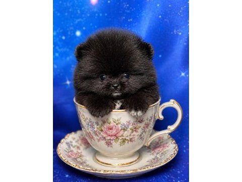 En minik pomeranian ayıcık