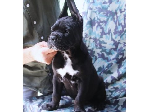Fcı-kıf secereli safkan cane corso yavrularımız