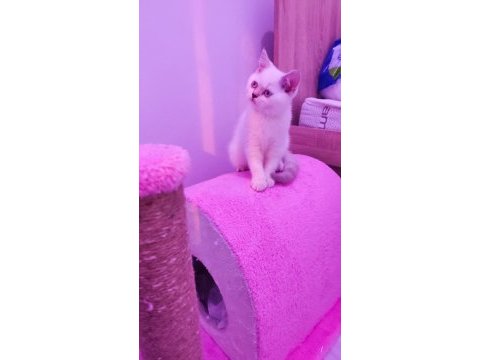 2 aylık sevimli british shorthair yavrumuz
