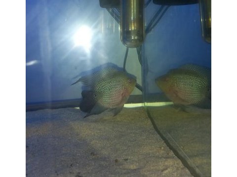 Flowerhorn