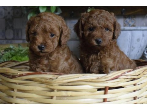 Red brown toy poodle
