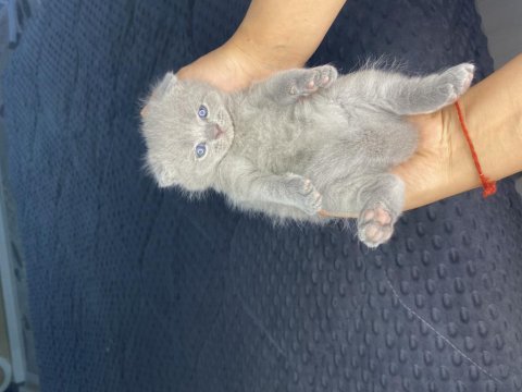 Mini minicik kulaklar kocaman sevgiler scottish fold yavru