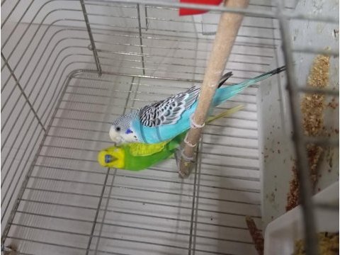 Jumbo yerli ve yavru muhabbet kuşu takımlar