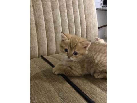 Scottish fold yavru kedilerimize yuva arıyoruz