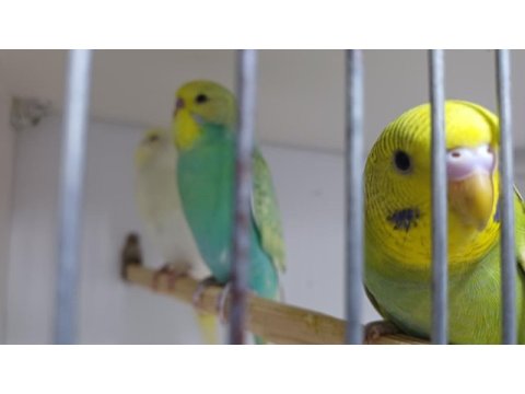 Yeni yeme düşmüş muhabbet kuşu yavrular
